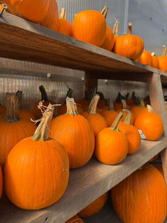 Paint & Sip - Pumpkins 10/24/25